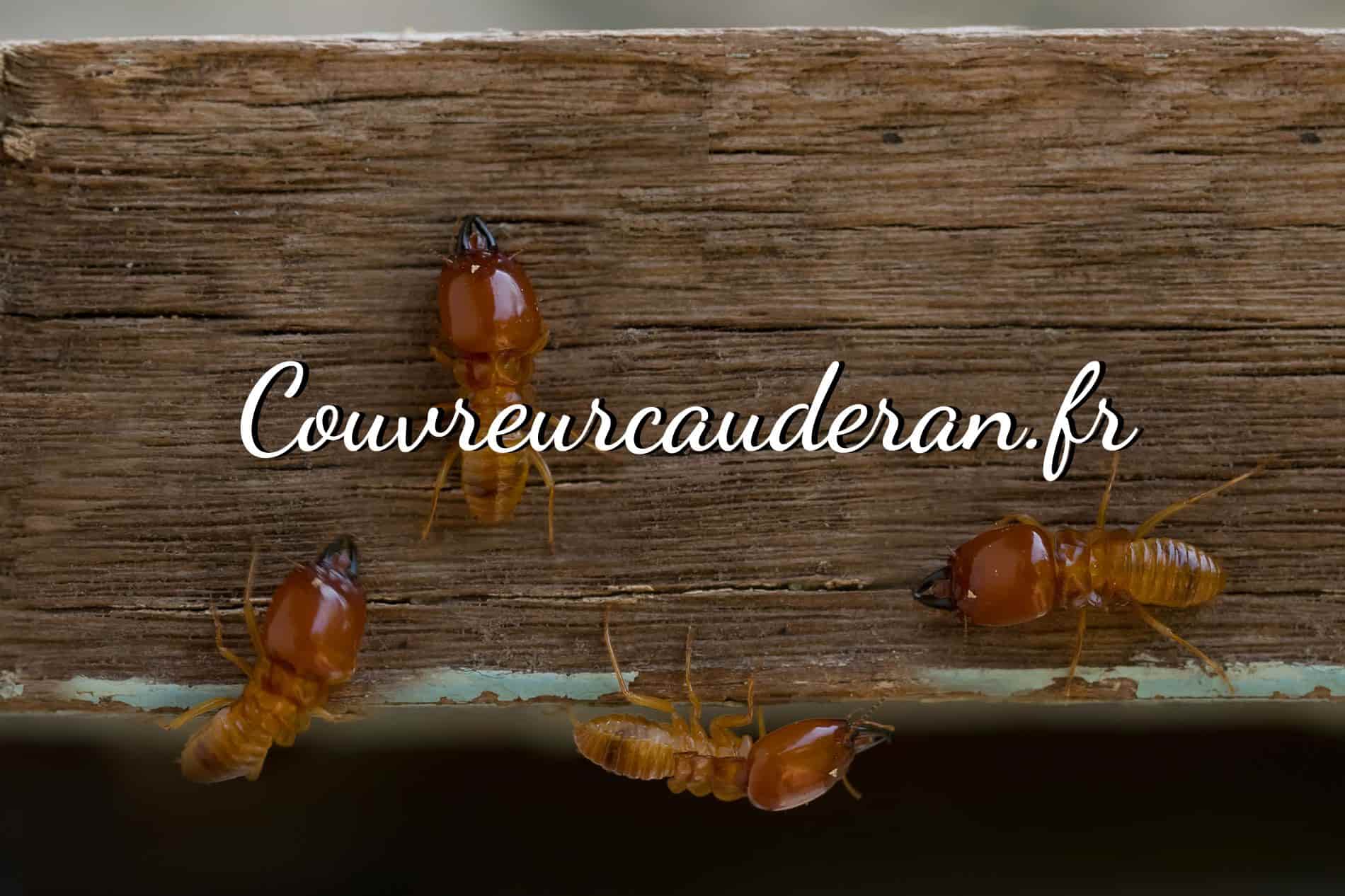Traitement toiture Caudéran 33200